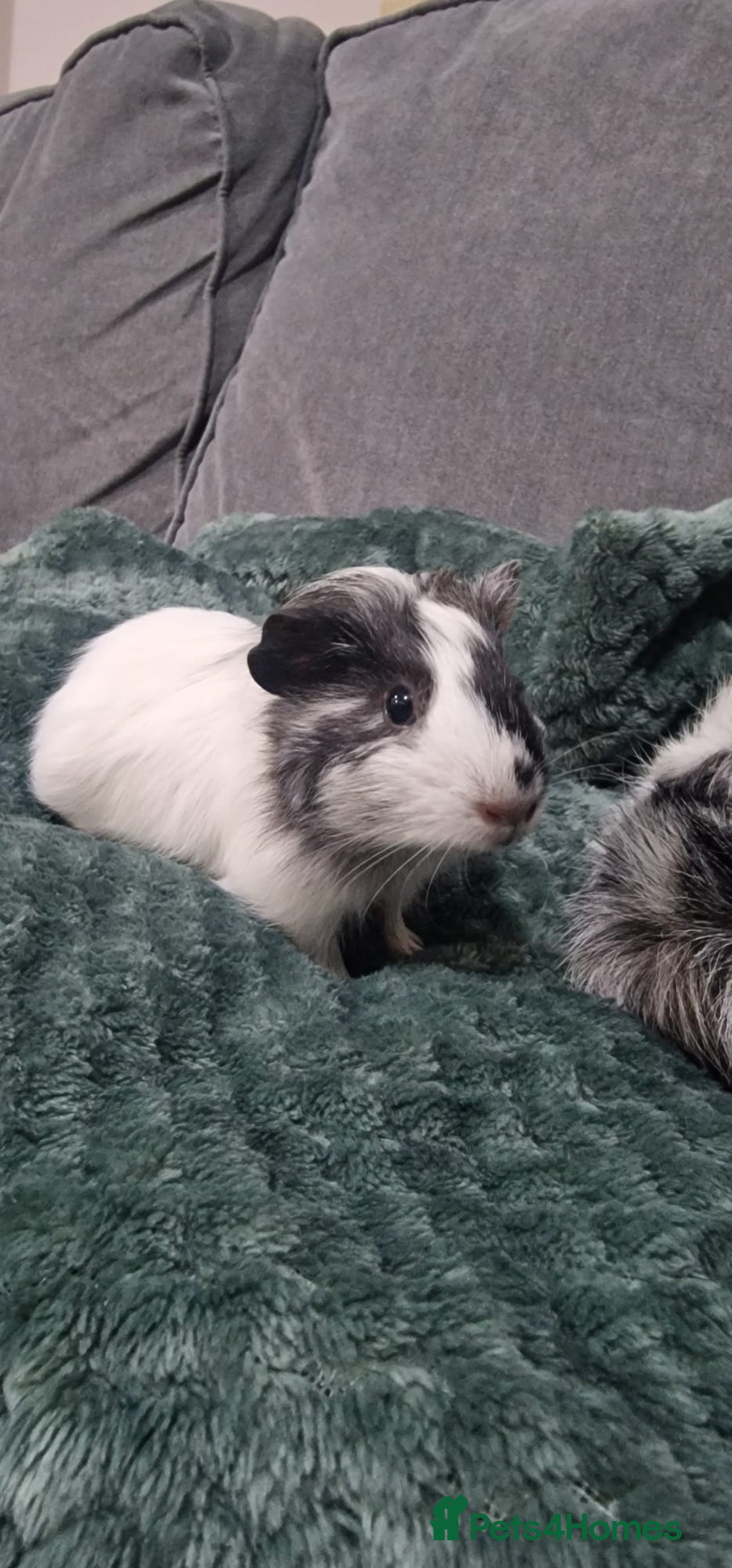 Guinea Pig rodents for sale: Male guineapigs  - Advert 2