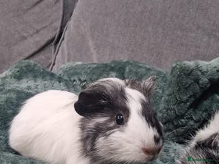 Guinea Pig rodents Male guineapigs - Advert 2