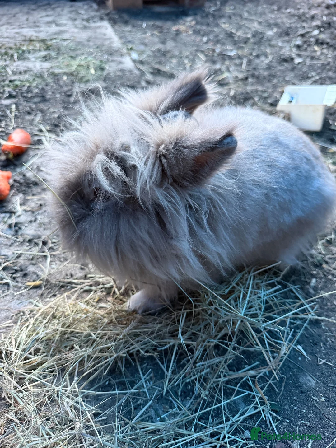 Lionhead rabbits for sale: One beautiful male lionhead ... and 2 babys  in Swindon - Advert 2