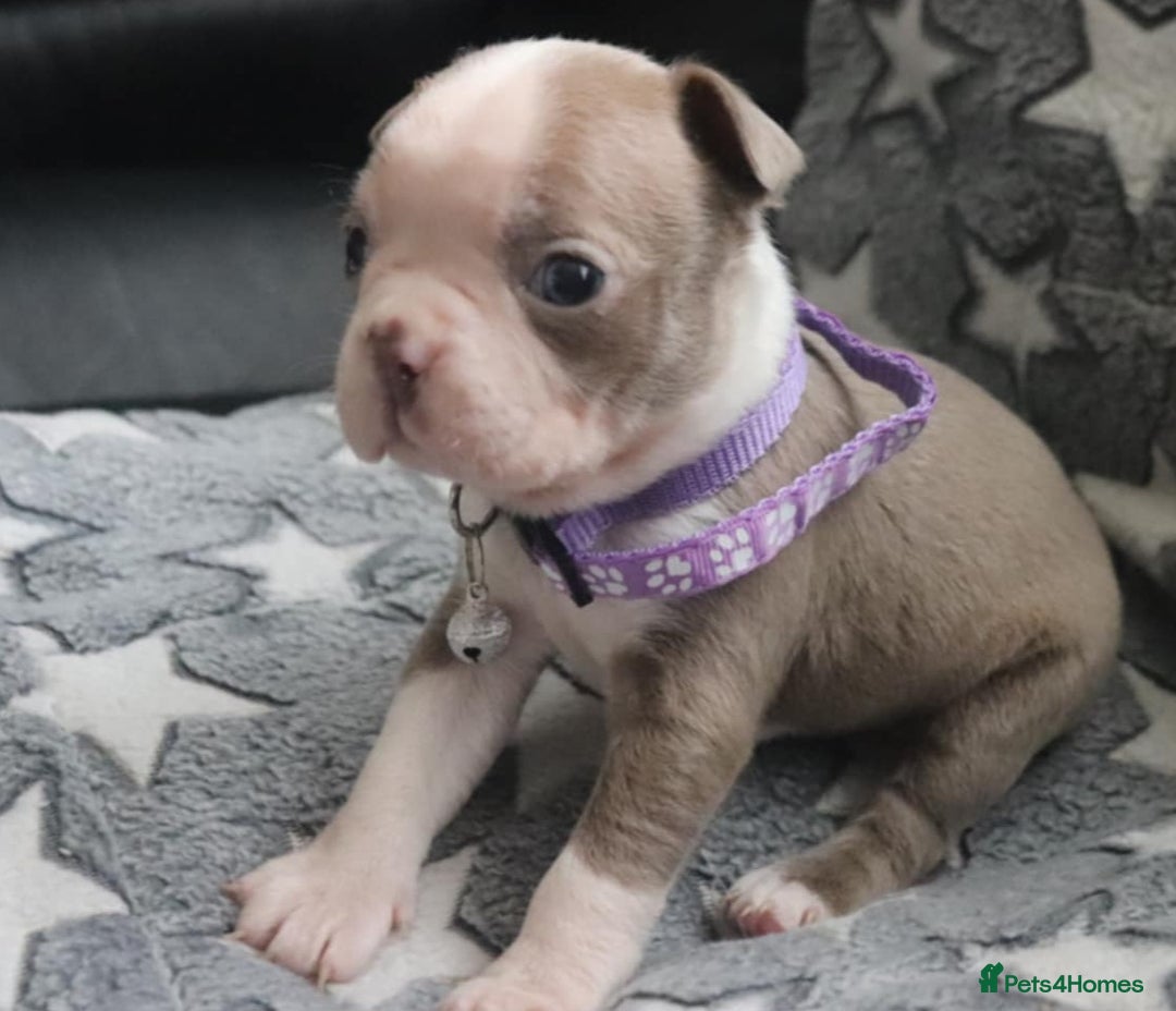 Boston Terrier dogs for sale: Beautiful Boston terrier puppies for sale  - Advert 1