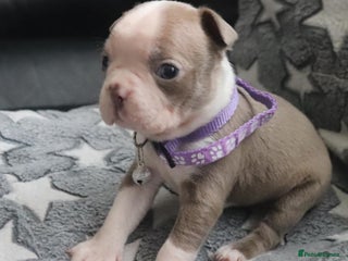 Boston Terrier dogs Beautiful Boston terrier puppies for sale - Advert 17