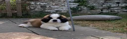 Saint Bernard dogs for sale: Saint pups from HIP & ELBOW tested parents  - Advert 28