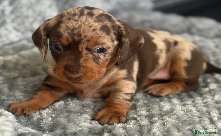 Miniature Dachshund dogs - Advert 2