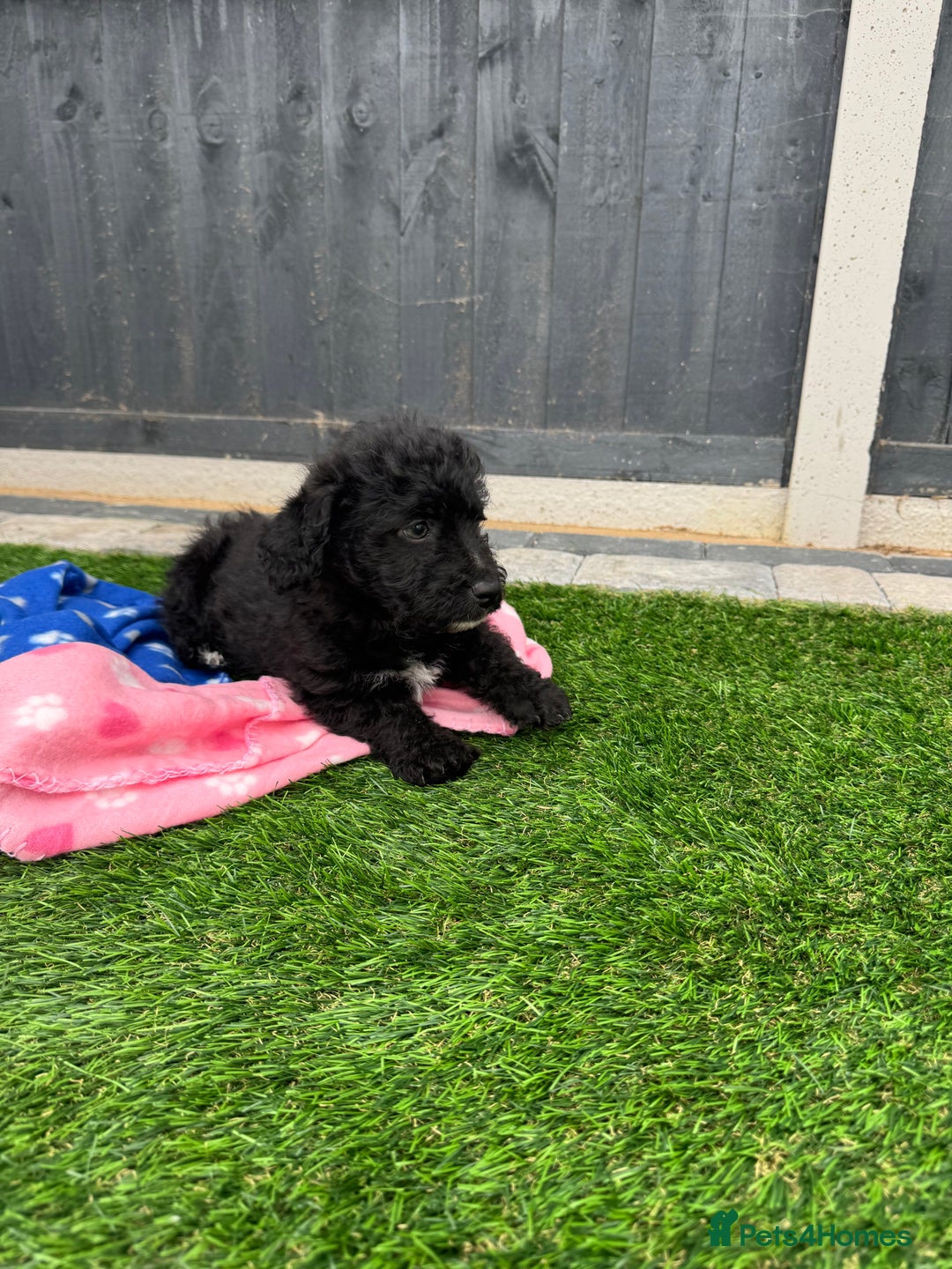 Mixed Breed dogs for sale: Black male puppy jackapoo - Image 13