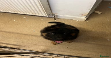 German Shepherd dogs - Advert 1