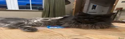Maine Coon cats for sale: 1 year old male Maine coon in Doncaster - Advert 8