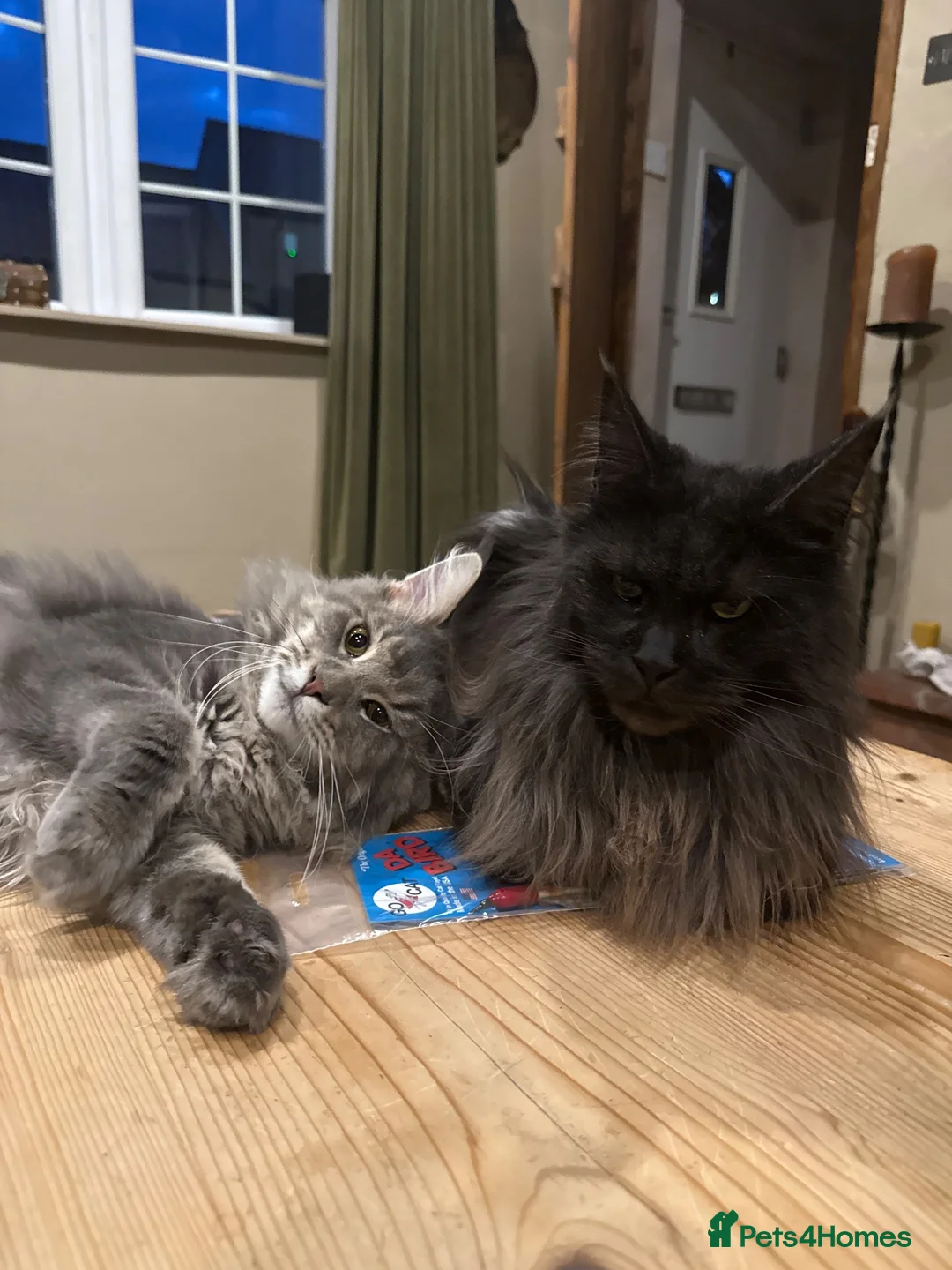 Maine Coon cats for sale: 1 year old male Maine coon in Doncaster - Advert 8