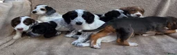 Cocker Spaniel dogs for sale: Beautiful litter of unusual colour Cocker spaniel  - Advert 25