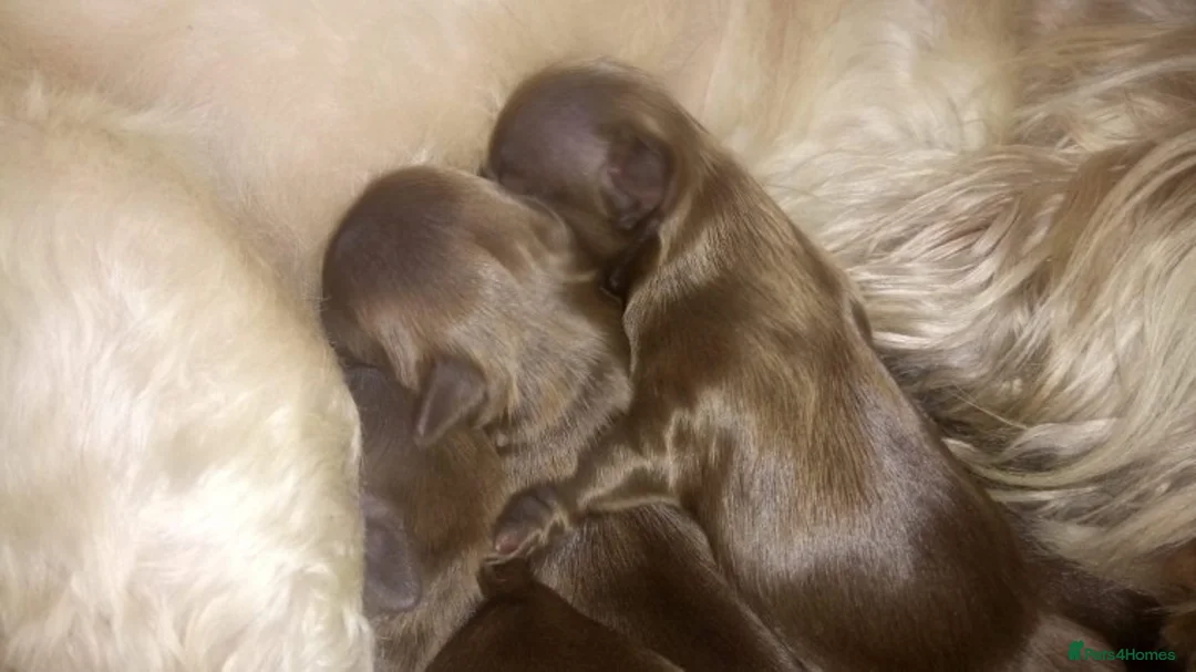 Shih Tzu dogs for stud: Solid None Fading Chocolate Imperial Shih Tzu - Advert 2