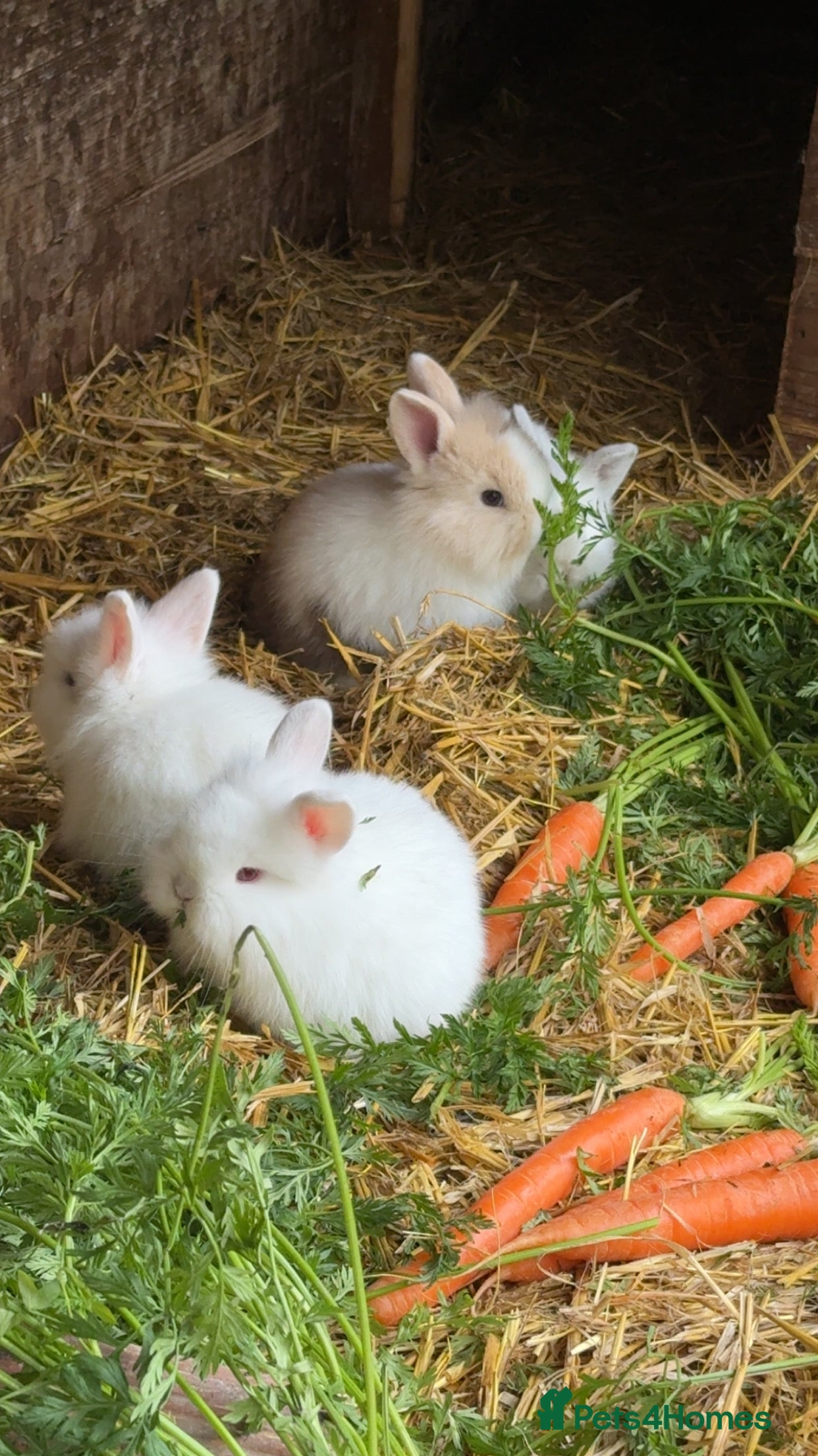 Lionhead rabbits Lion head rabbits  - Advert 11