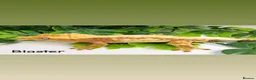 Gecko reptiles for sale: Crested gecko collection  - Advert 10