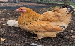 Chickens poultry for sale: Hybrid pekin bantam hen WITH 6 unsexed chicks  - Image 6