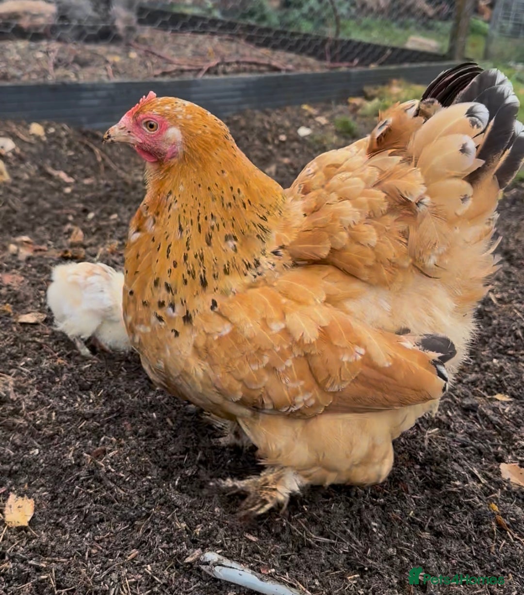 Chickens poultry for sale: Hybrid pekin bantam hen WITH 6 unsexed chicks  - Image 6