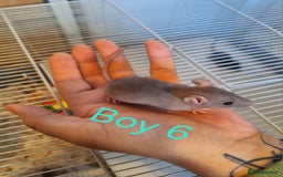 Rat rodents for sale: Baby fancy rats male and female available  - Image 6
