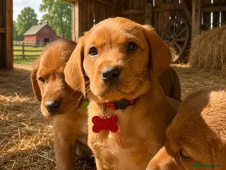Labrador Retriever dogs KC FOX RED LABRADOR 13/05/26 PUPS ,1 GIRL, 1 BOY - Advert 13