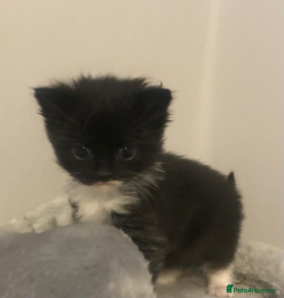 Mixed Breed cats for sale: Adorable half rag doll kittens  - Advert 11