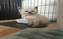 Ragdoll cats for sale: Pure ragdolls  - Image 9