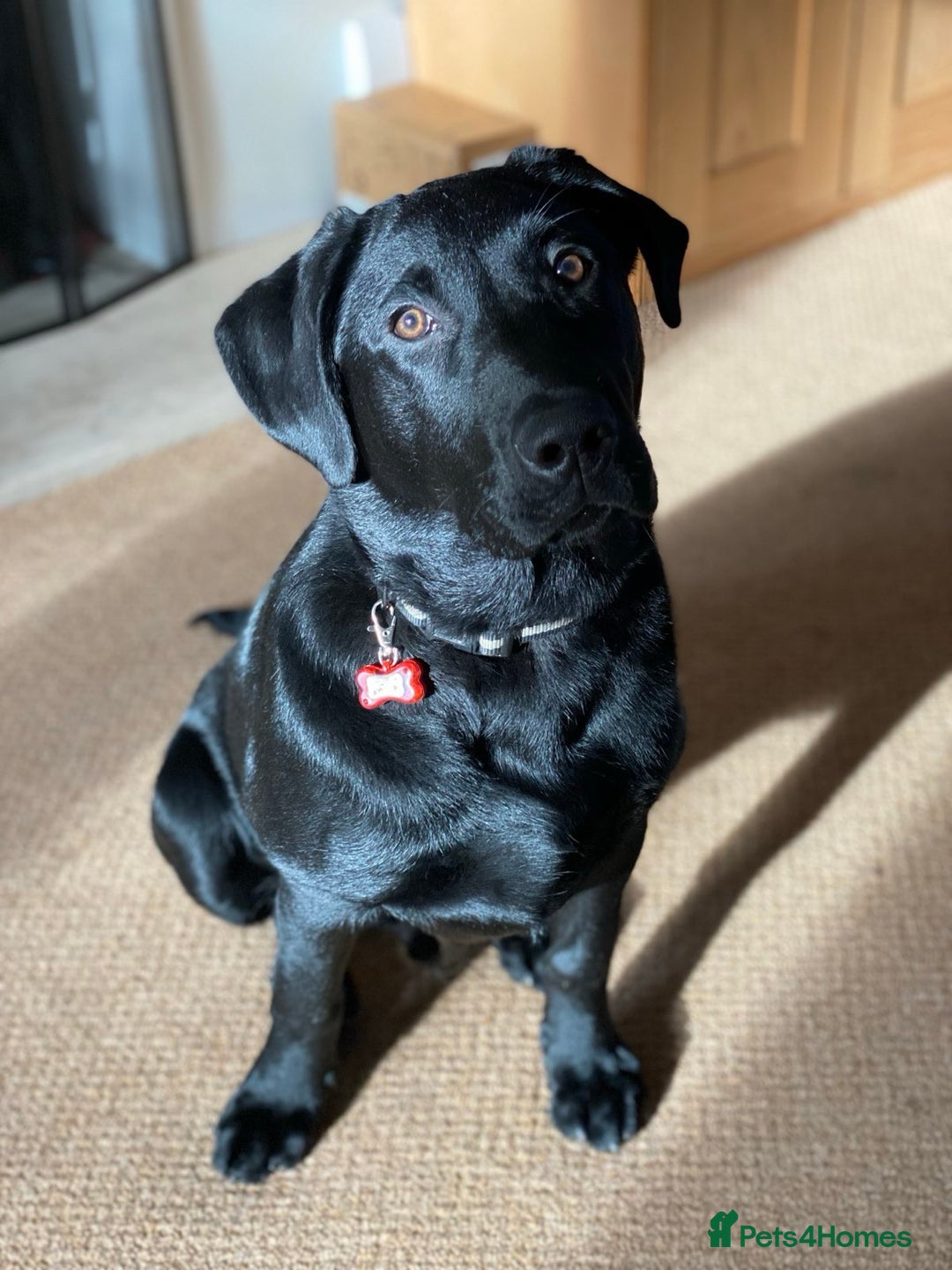 Labrador Retriever dogs for sale: Blue labrador  - Advert 2