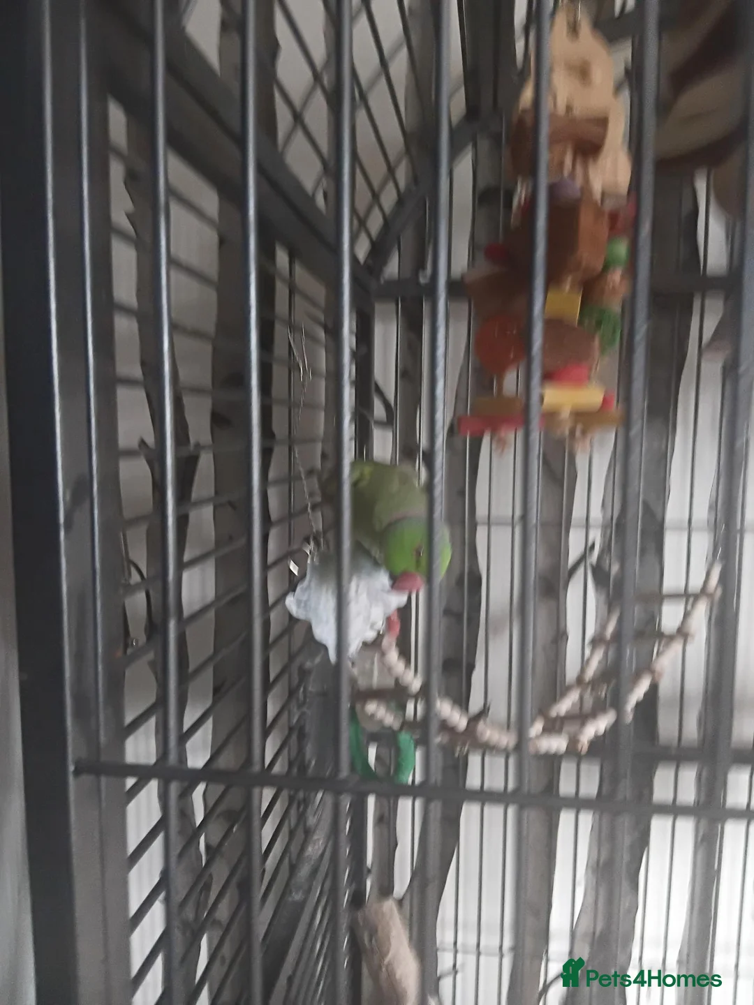 Ringnecks birds for sale: Male ring neck - Advert 10