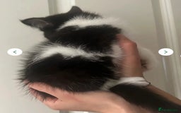 Mixed Breed cats for sale: 3 gorgeous kittens ready now Scottish fold mix - Image 13