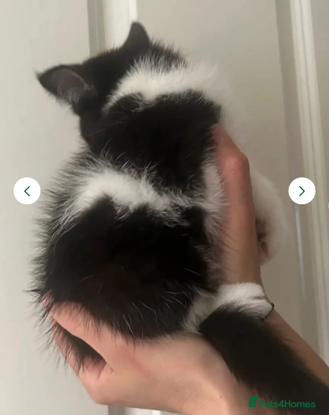 Mixed Breed cats for sale: 3 gorgeous kittens ready now Scottish fold mix - Image 13