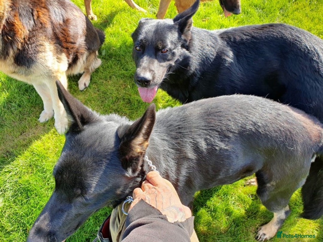 German Shepherd dogs for stud: Czech German Shepherd stud in Newport - Advert 6