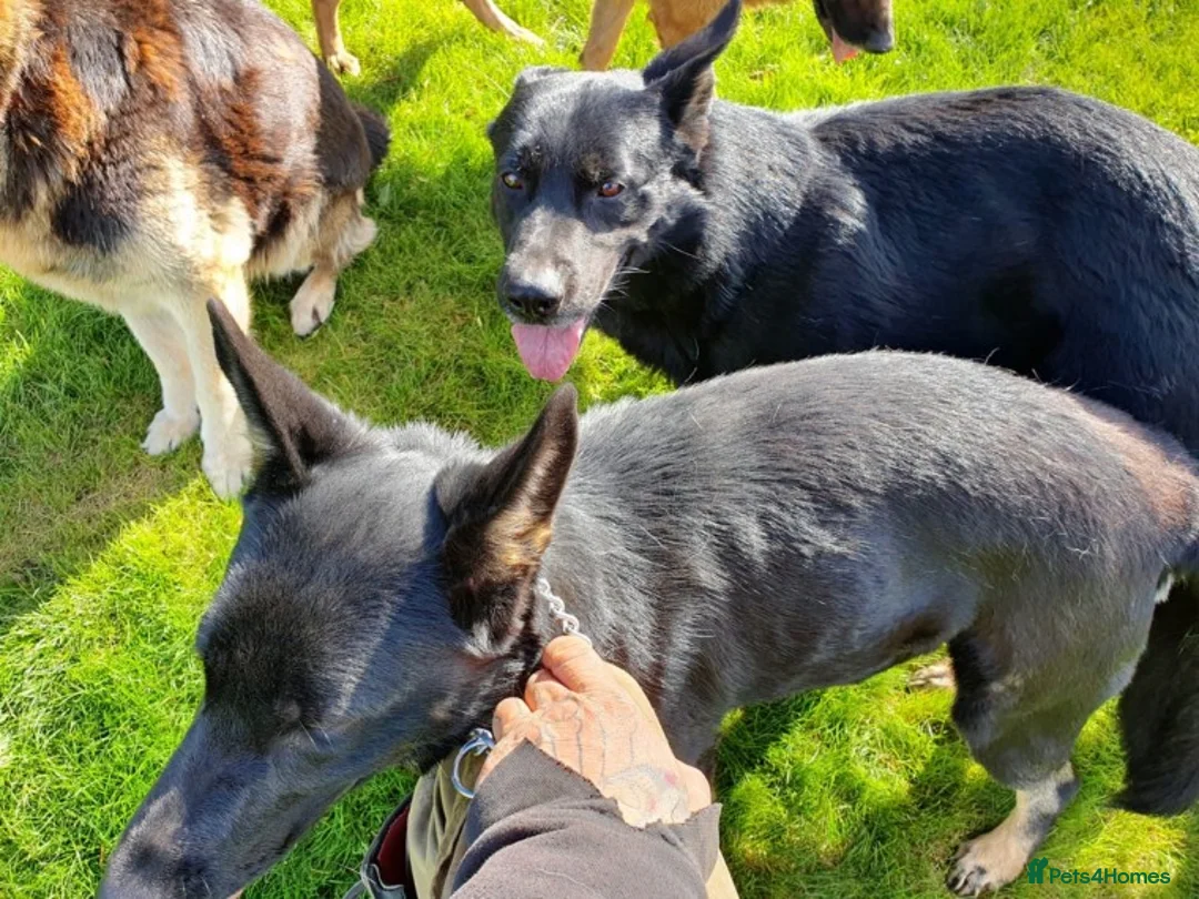 German Shepherd dogs for stud: Czech German Shepherd stud in Newport - Advert 6