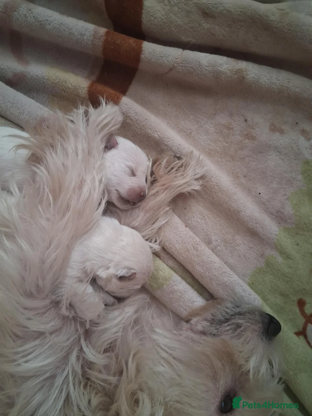 West Highland Terrier dogs for sale: West Highland terriers  - Advert 2