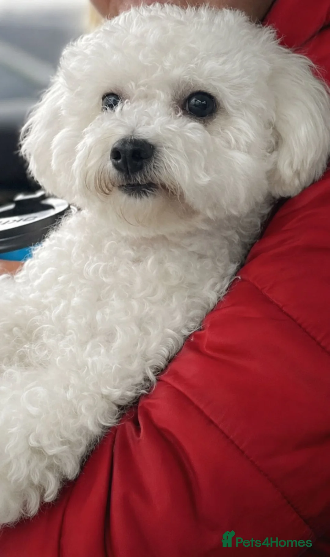 Bichon Frise dogs for sale: Poochon F1 puppies from Health Tested parents  - Advert 19