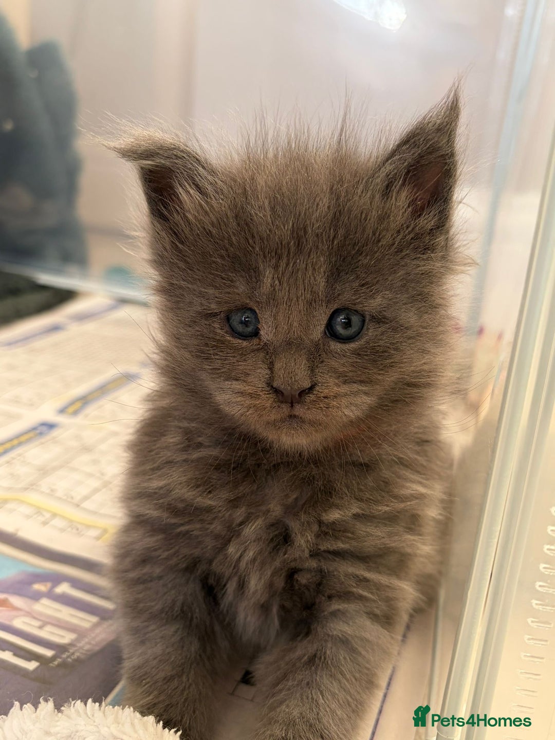 Maine Coon cats for sale: Maine coon kittens - Advert 4