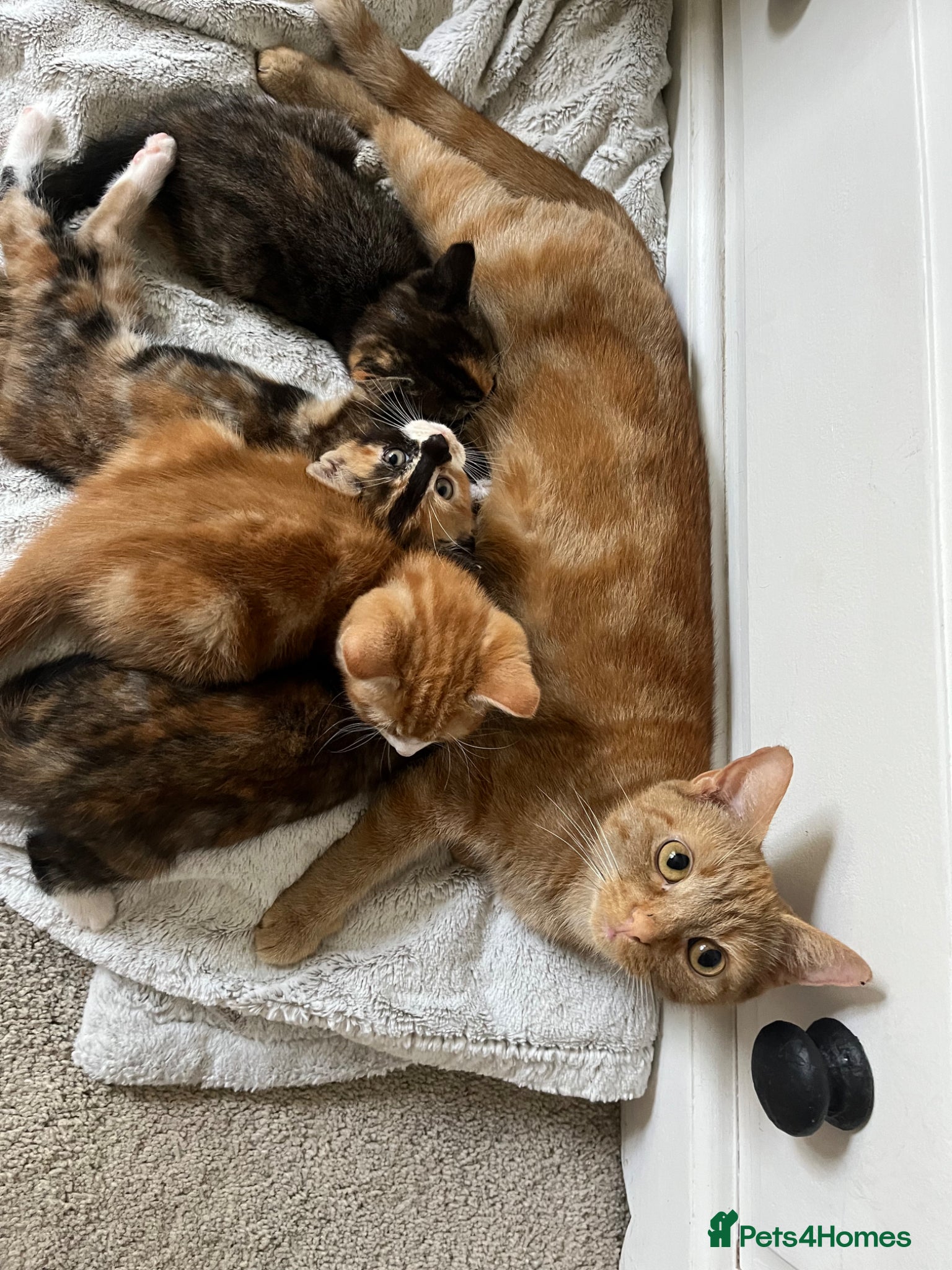British Shorthair cats Ginger male, 1 boy and 2 girls  - Advert 1