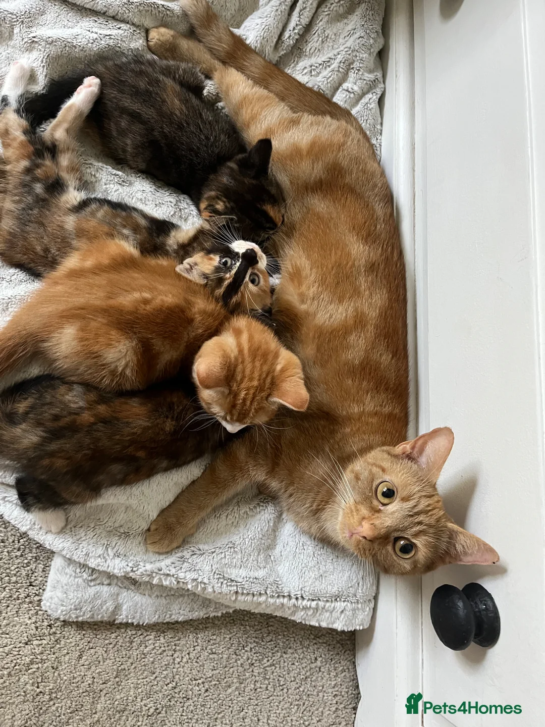 British Shorthair cats for sale: Ginger male, 1 boy and 2 girls  - Advert 1