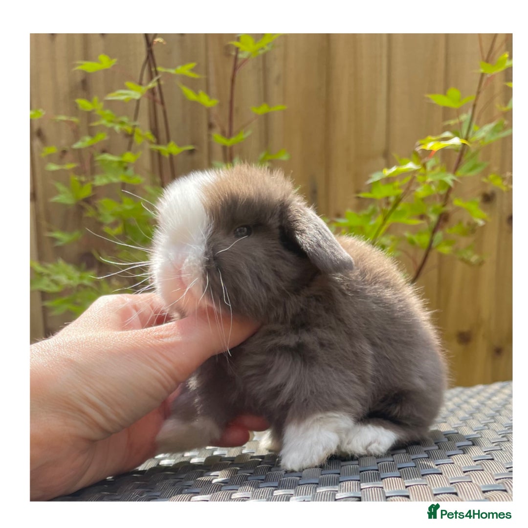 Mini Lop rabbits for sale: Beautiful mini lops for sale  in Nottingham - Image 6