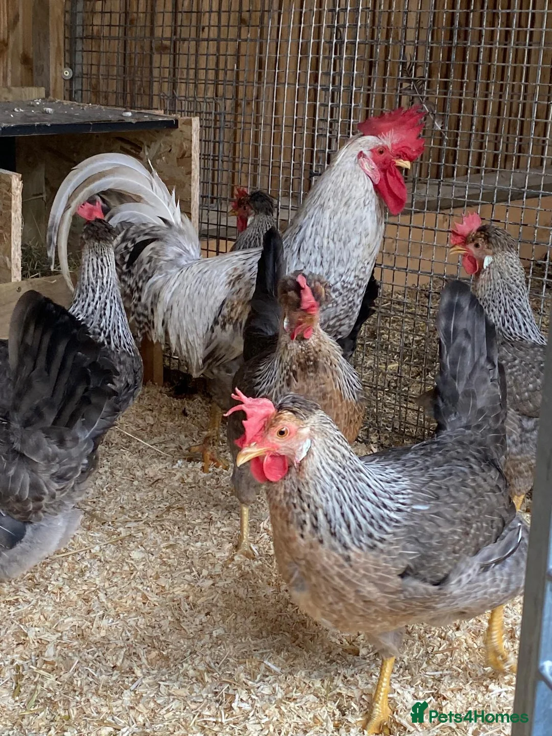 Chickens poultry for sale: 🐔Cream Crested legbars- hatching eggs🥚  - Advert 2
