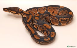 Python Snake reptiles for sale: Royal python 2025 male  - Image 2