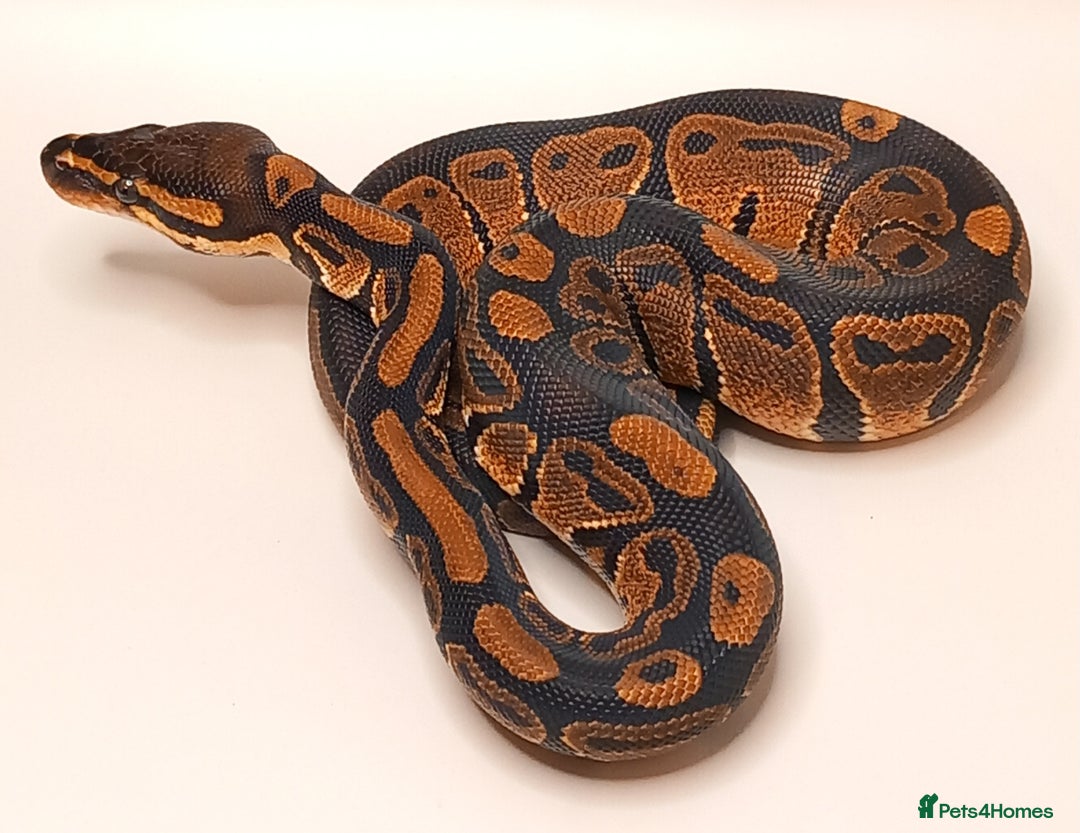 Python Snake reptiles for sale: Royal python 2025 male  - Image 2