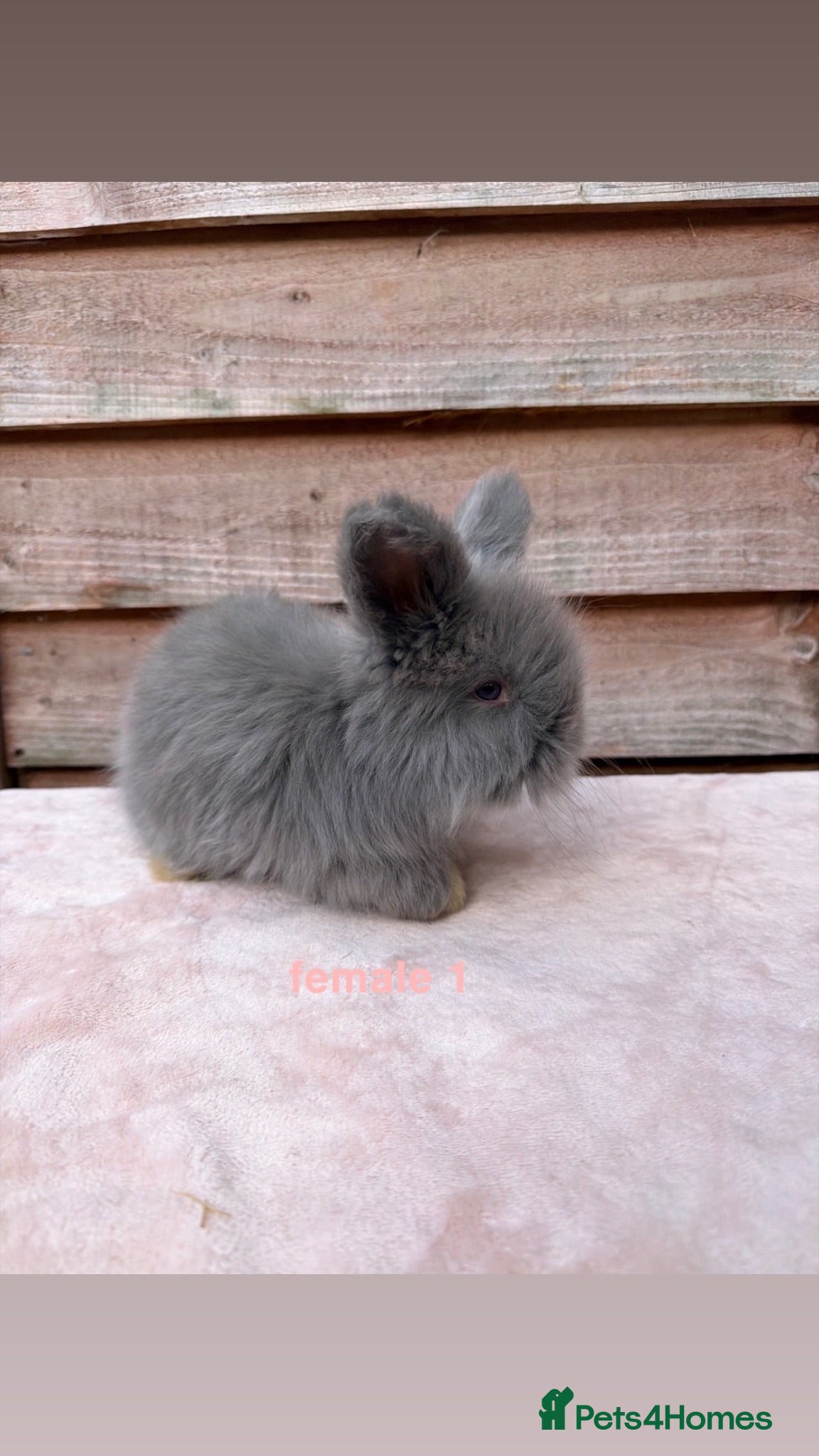 Angora rabbits pedigree angora rabbits - Advert 2