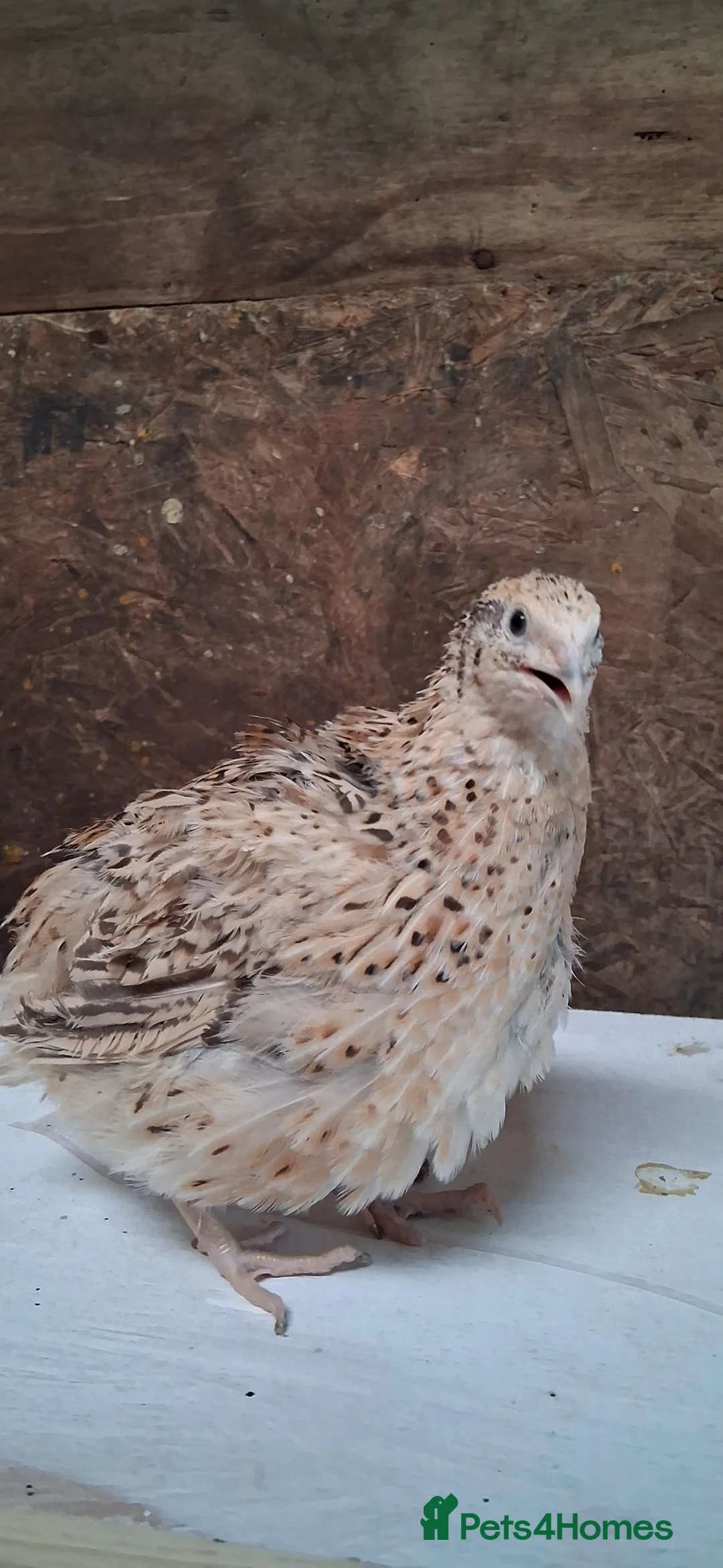 Mixed Breed birds for sale: Coturnix Quail  - Advert 2