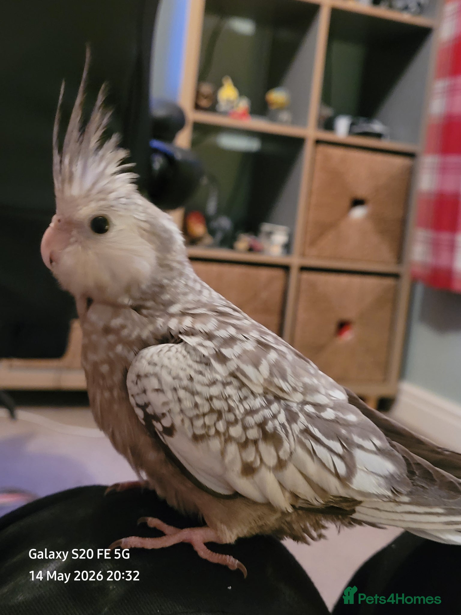 Cockatiels birds Very friendly tame, handreared baby cockatiels - Advert 1