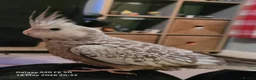 Cockatiels birds for sale: Very friendly tame, handreared baby cockatiels in March - Advert 1