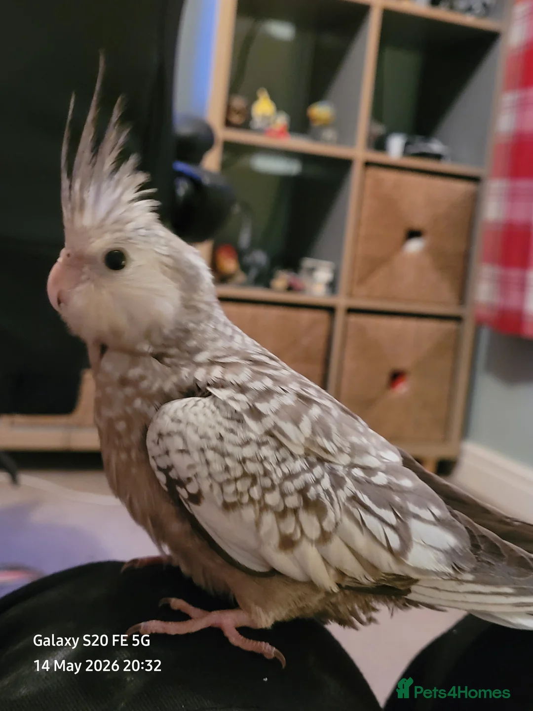 Cockatiels birds for sale: Very friendly tame, handreared baby cockatiels in March - Advert 1