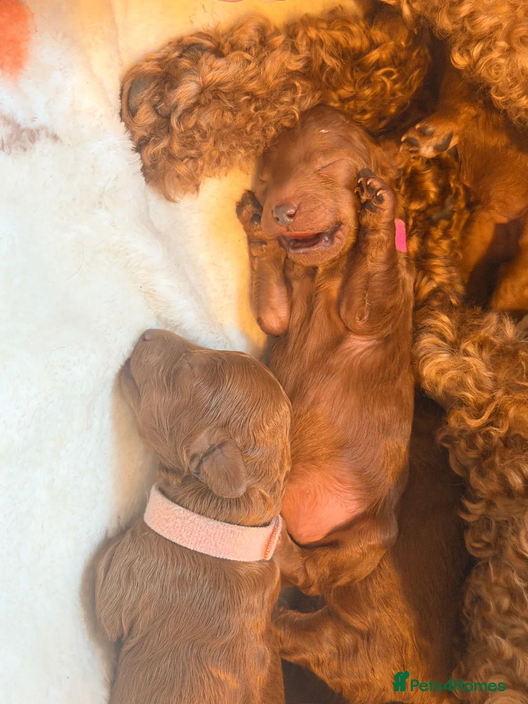 Cavapoo dogs for sale: Fox Red Cavapoo F1B  - Advert 16