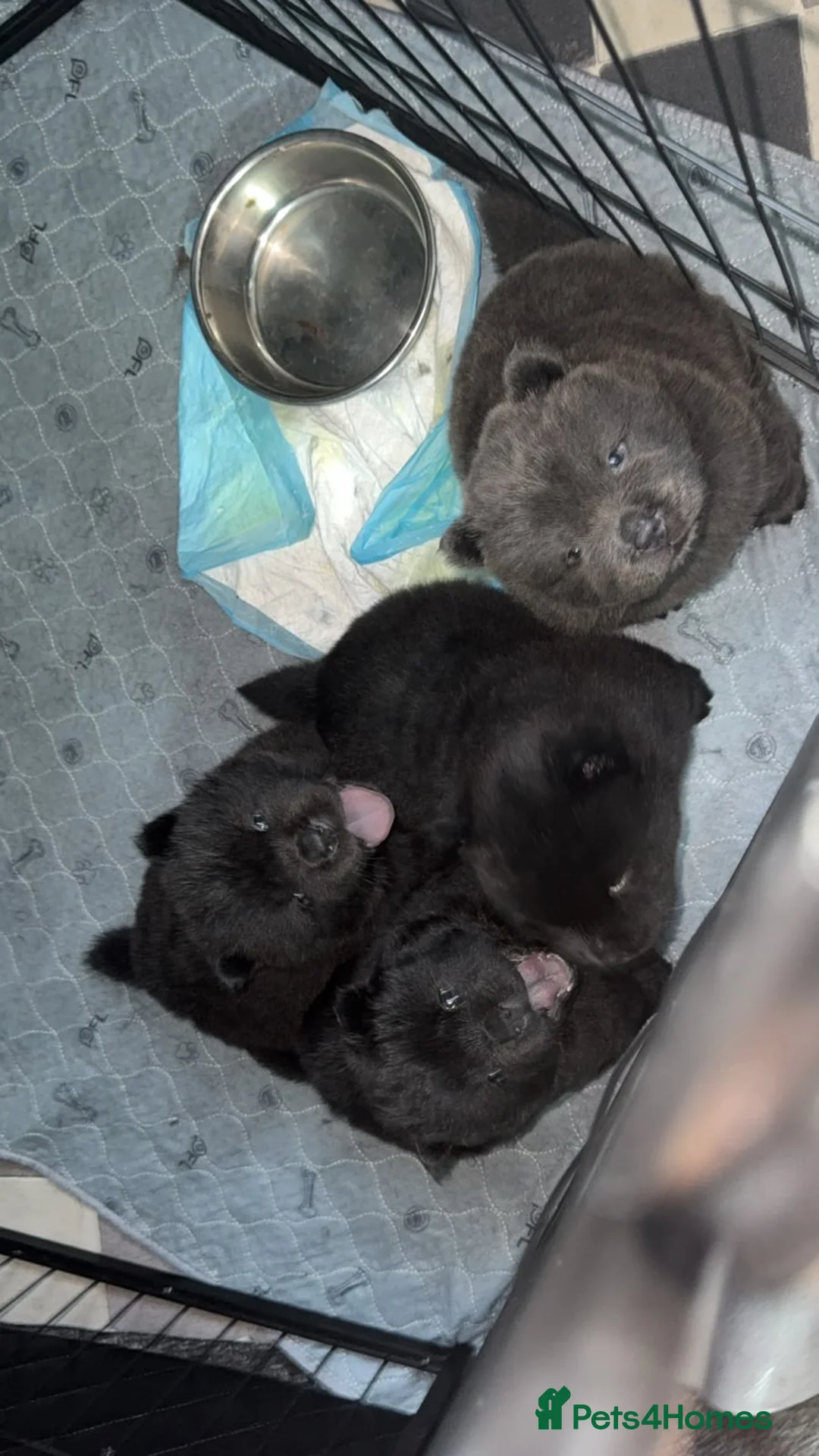 Chow Chow dogs for sale: Kc registered violet chow chows  - Advert 20