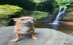 Chihuahua dogs for sale: Chihuahua Adult Female  - Image 3