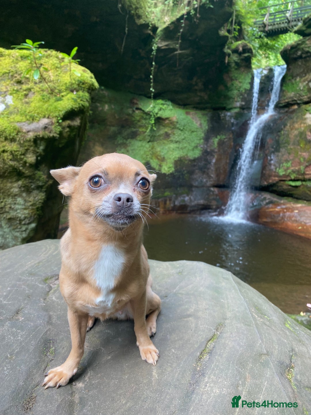 Chihuahua dogs for sale: Chihuahua Adult Female  - Image 3