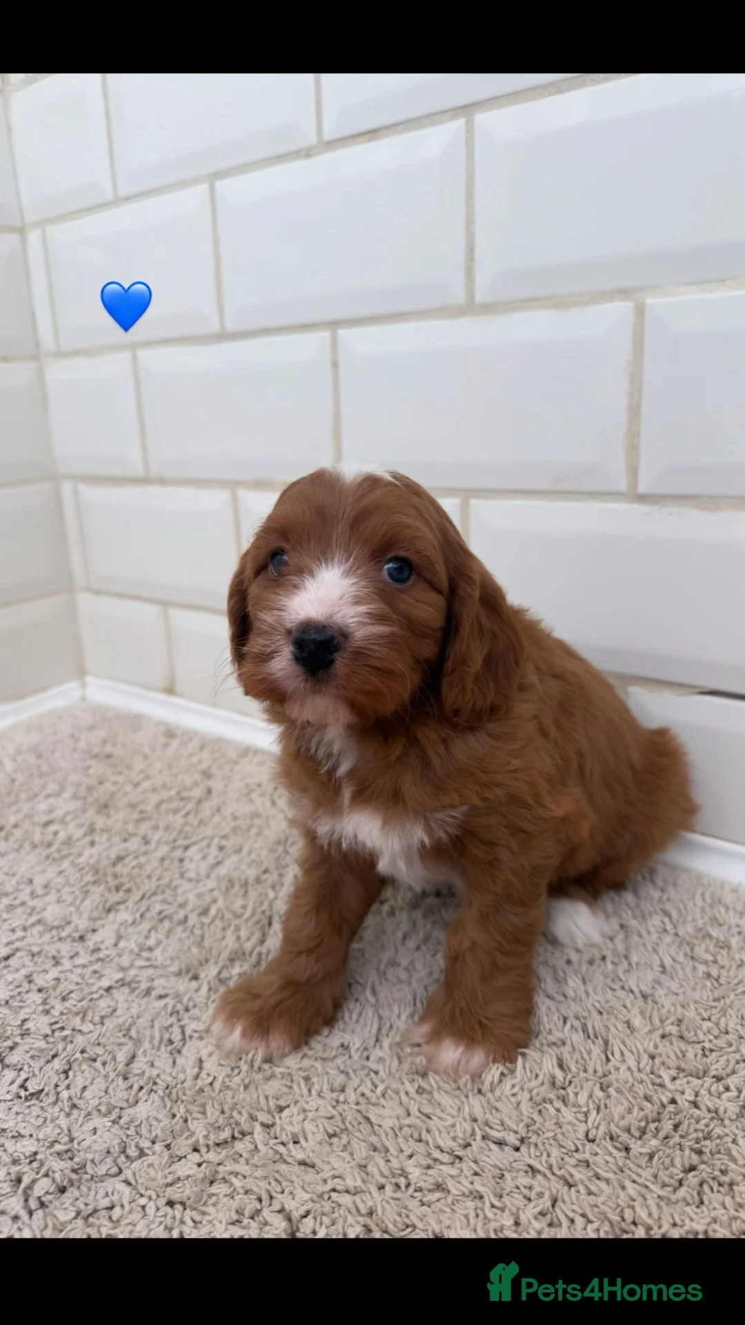 Cavapoo dogs for sale: Unusual colours merle cavapoos   - Advert 9
