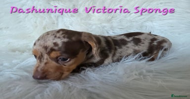 Miniature Dachshund dogs KC reg, gorgeous litter, pra clear.5* Licensed  - Advert 2
