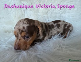 Miniature Dachshund dogs KC reg, gorgeous litter, pra clear.5* Licensed - Advert 2