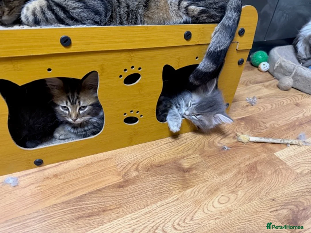 Persian cats for sale: Beautiful Persian Cross kittens for sale - Advert 5