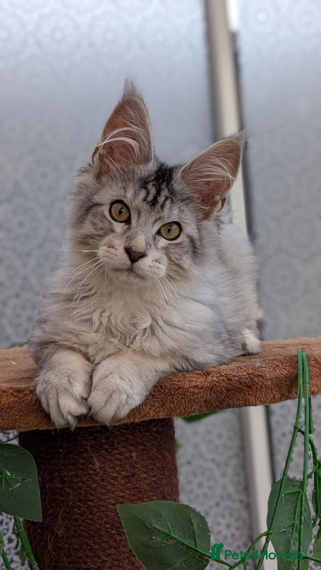 Maine Coon cats Stunning Maine coon kittens  - Advert 6